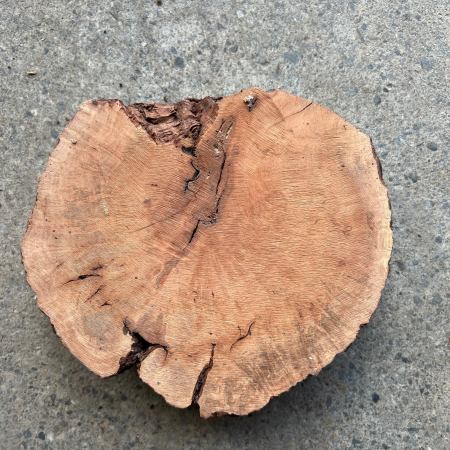 briar burl